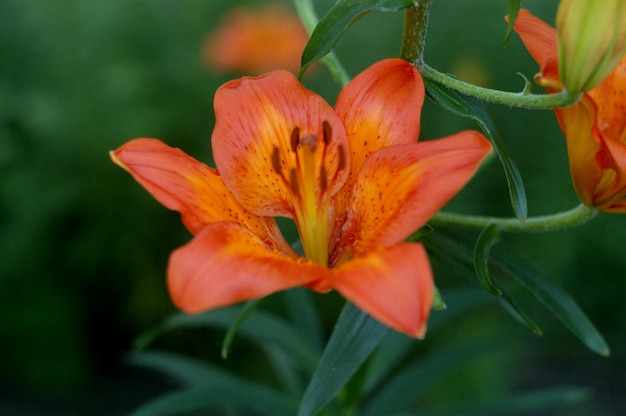 Lily orange lily hermoso tiro botánico, papel tapiz natural