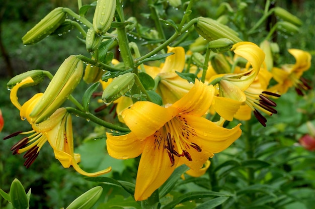 Lily Yellow Bruse bela foto botânica, papel de parede natural