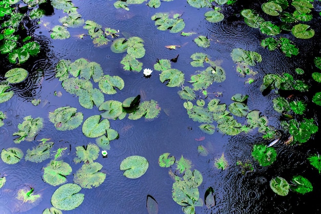 Foto lilypad ist auf einem teich