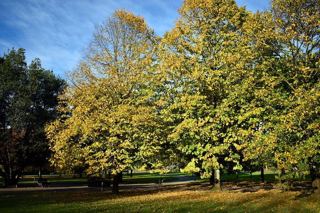 La lima europea Tilia europaea con el follaje de otoño en un parque