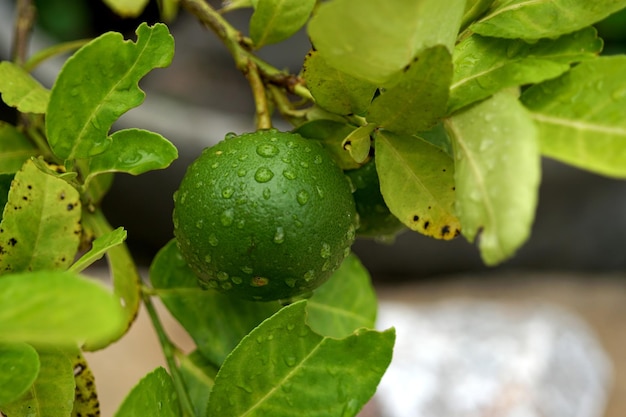 Lima fresca en un árbol después de la lluvia.