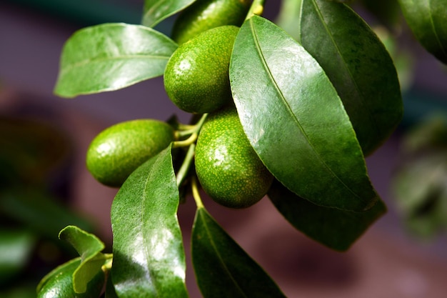 Lima fresca en el árbol