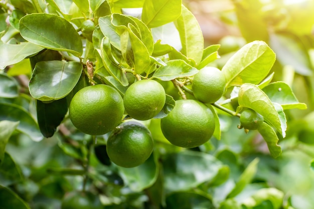 Lima limón verde en el árbol en el jardín, verde lima fresca en el árbol con luz de fondo bokeh