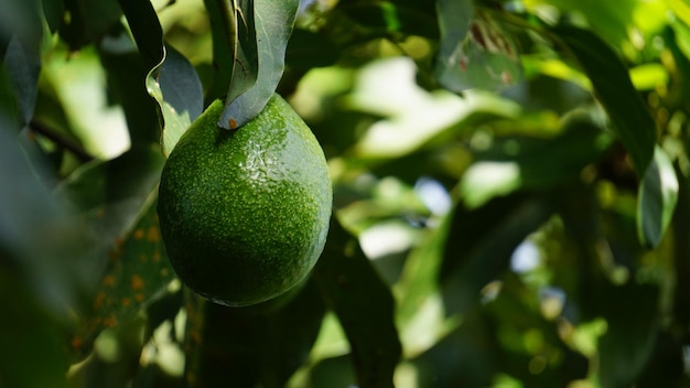 Una lima verde cuelga de un árbol.