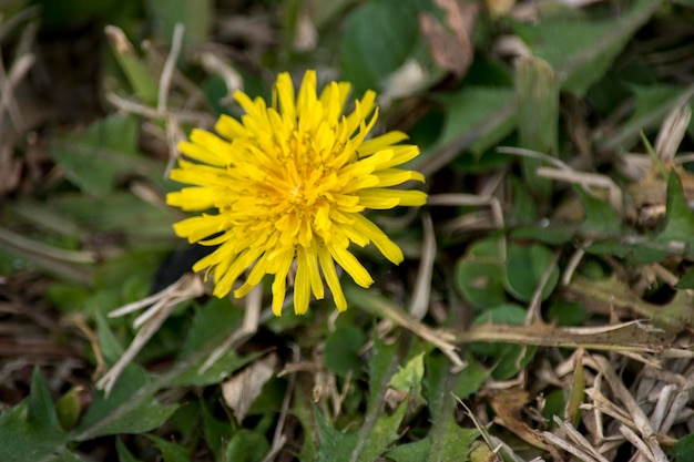 Limão amarelo na árvore