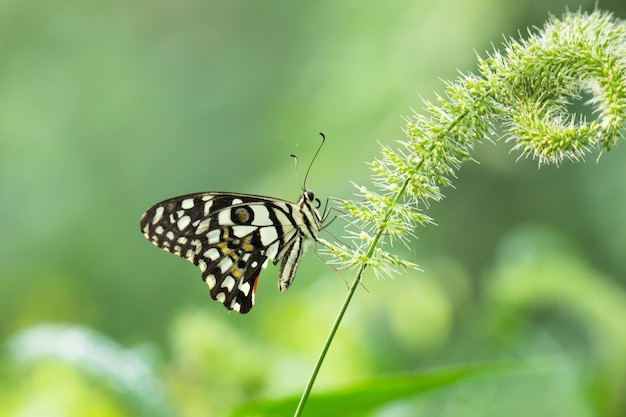 Limão borboleta lima rabo de andorinha e borboleta rabo de andorinha xadrez descansando nas plantas de flor