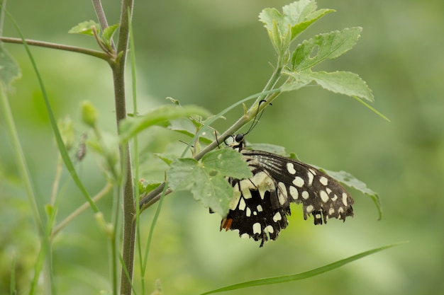 Limão borboleta lima rabo de andorinha e borboleta rabo de andorinha xadrez descansando nas plantas de flor