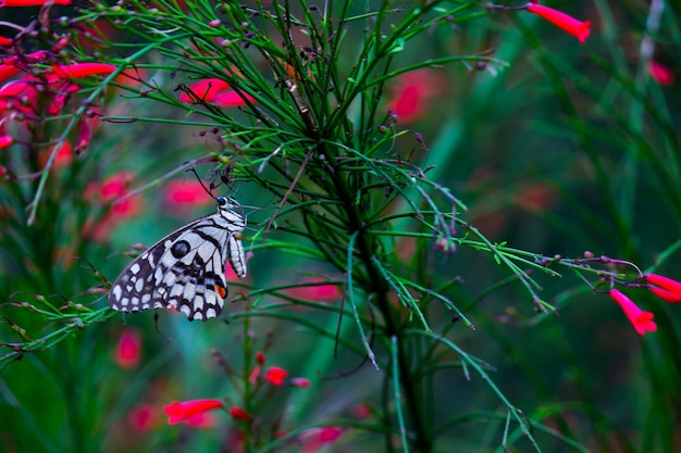 Limão borboleta lima rabo de andorinha e borboleta rabo de andorinha xadrez descansando nas plantas de flor