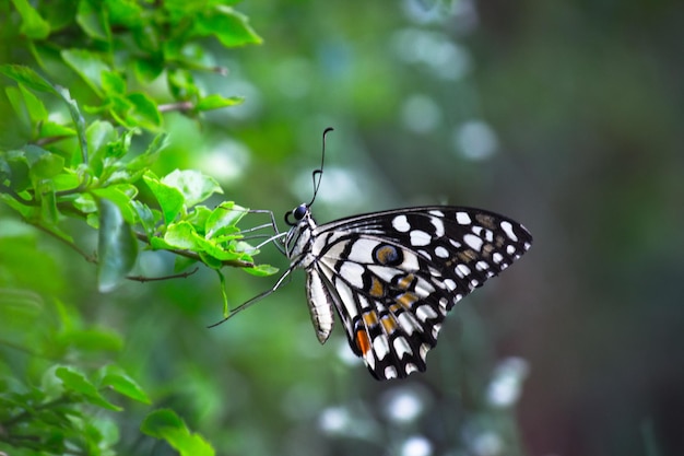 Limão borboleta lima rabo de andorinha e borboleta rabo de andorinha xadrez descansando nas plantas de flor