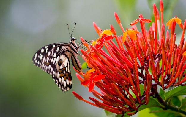 Limão borboleta lima rabo de andorinha e borboleta rabo de andorinha xadrez descansando nas plantas de flor