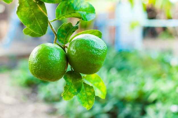 Limão cru de limas verdes frescas pendurado na árvore no cultivo de limas de jardim