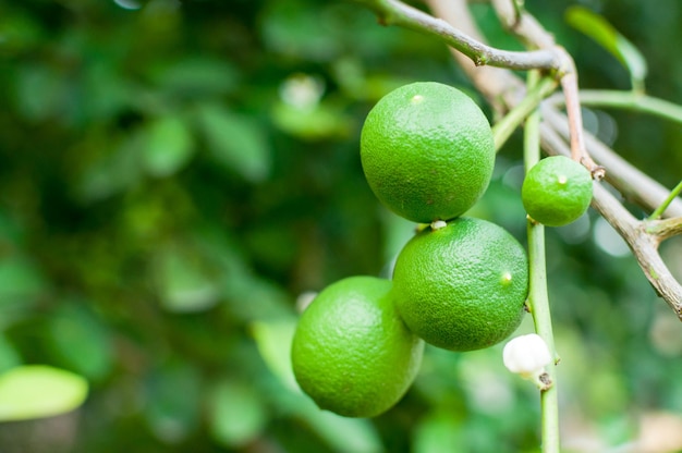 Limão cru de limas verdes frescas pendurado na árvore no cultivo de limas de jardim