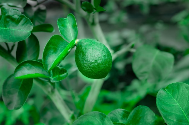 Limão verde crescendo na árvore limão perto do galho fazenda exótica