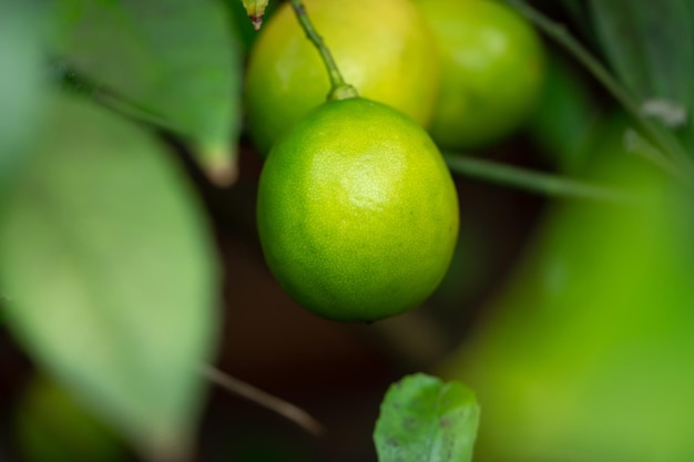 Limão verde fresco pendurado na árvore na fazenda