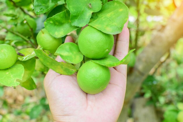 Limas en arbol