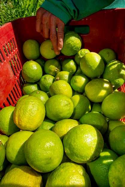 Limas do sistema agroflorestal colhidas em caixa