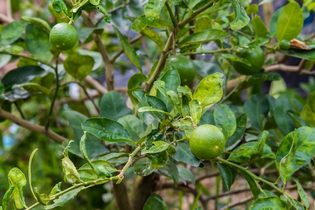 Limas frescas en limonero