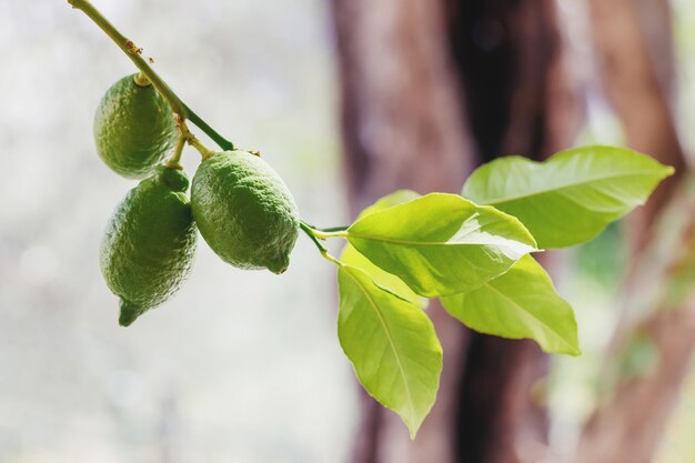 Limas frescas verdes colgando de un árbol