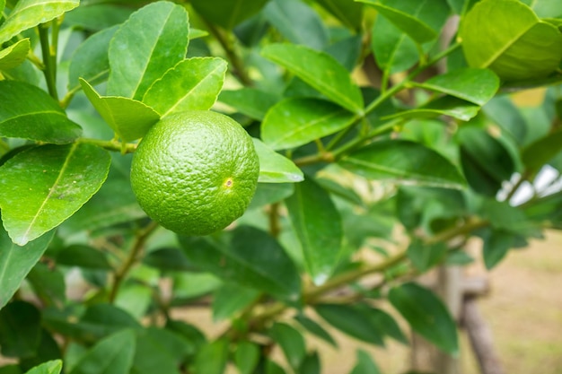 Limas de limón verdes frescas en un árbol en un jardín orgánico