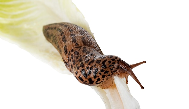 Limax maximus na frente do fundo branco