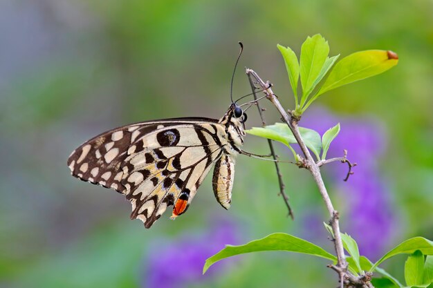 Lime Butterfly Papilio demoleus Colorido de cerca