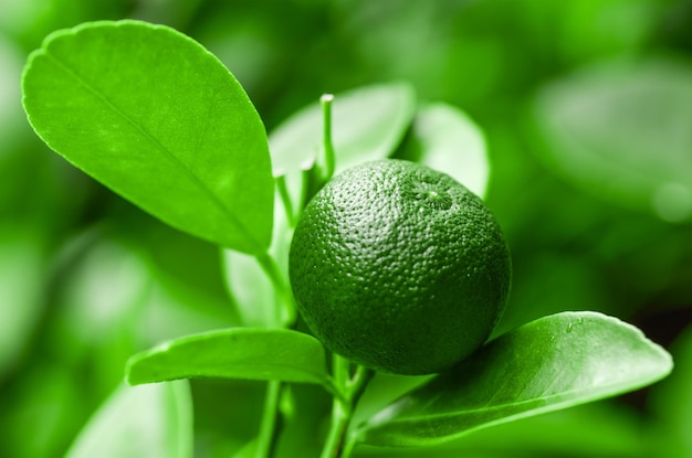 Foto lime hängt an einem zweigbaum mit grünen blättern nahaufnahme einer grünen lime auf grünen zweigen