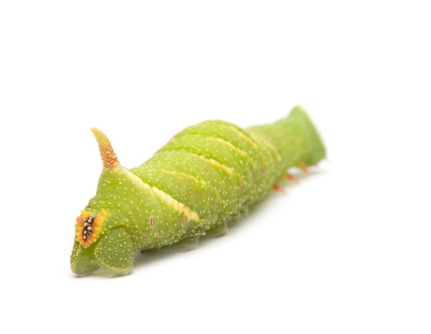 Lime Hawk-Moth Caterpillar - Mimas tiliae sobre un blanco aislado