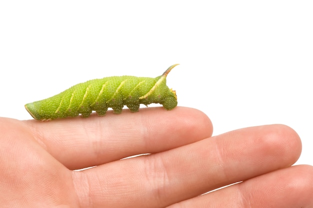 Lime Hawk-Moth Caterpillar - Mimas tiliae sobre un blanco aislado