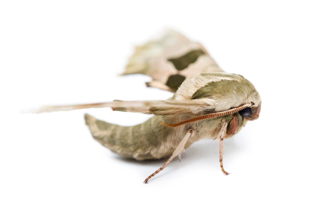 Lime Hawkmoth Mimas tiliae contra o fundo branco