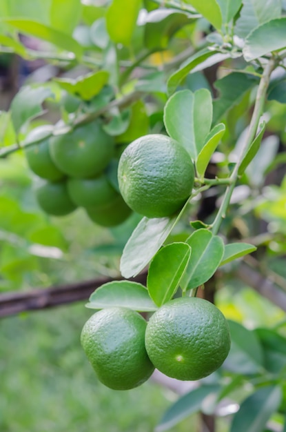 Limeira com frutas