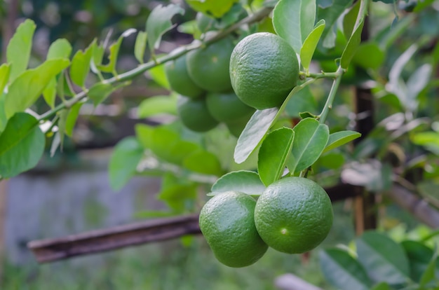 Limeira com frutas