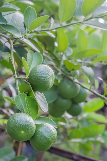 Limeira com frutas