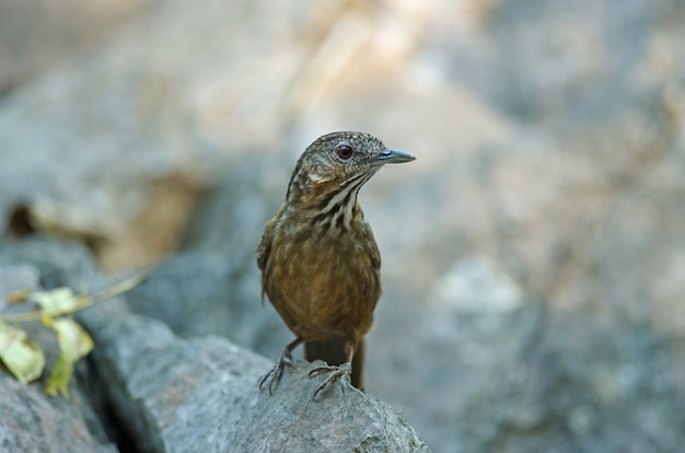 Limeira-tagarela, rufous limestone-tagarela