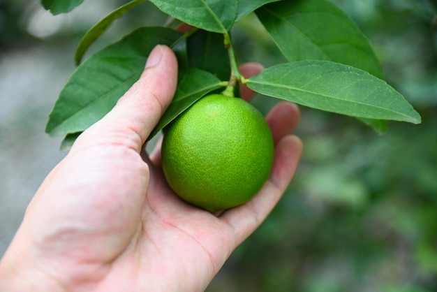 Limette auf einem Baum mit Pick-Hand Frische Limetten-Zitrusfrüchte in der Gartenfarm landwirtschaftlich mit Naturhintergrund