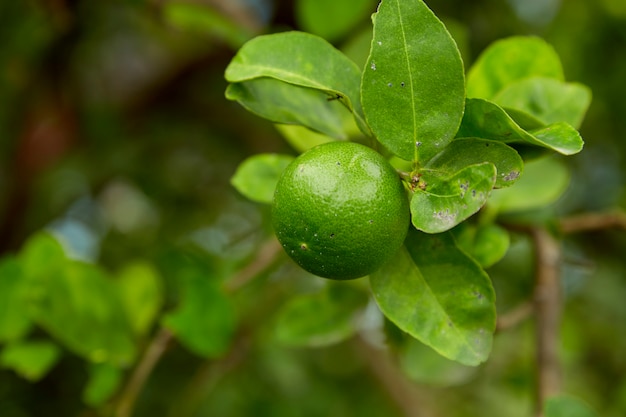 Limetten auf Baum, Nahaufnahme