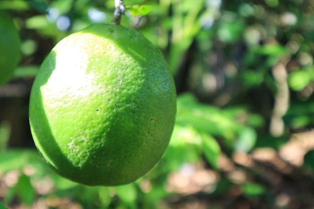 Limettenbaum mit Fruchennahaufnahme