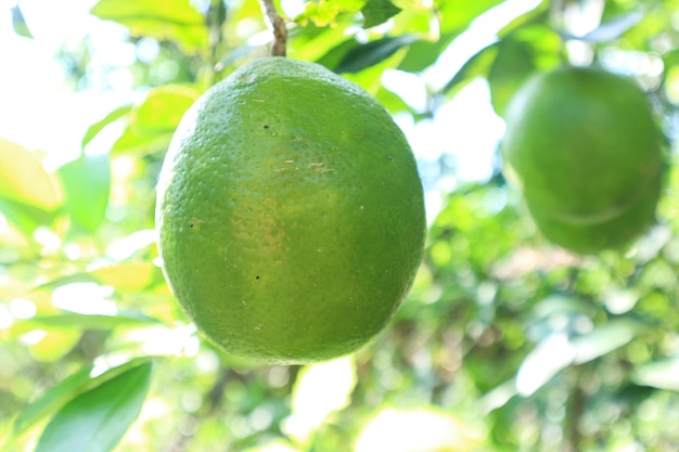 Limettenbaum mit Fruchennahaufnahme