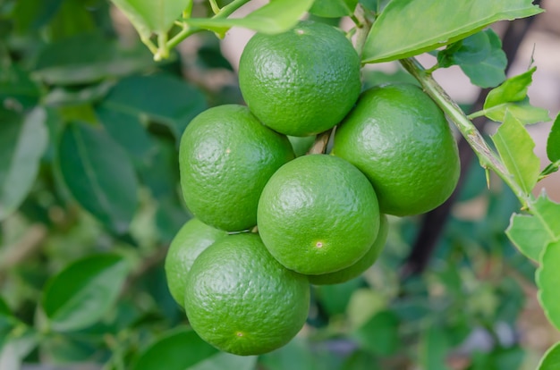 Limettenbaum mit Früchten