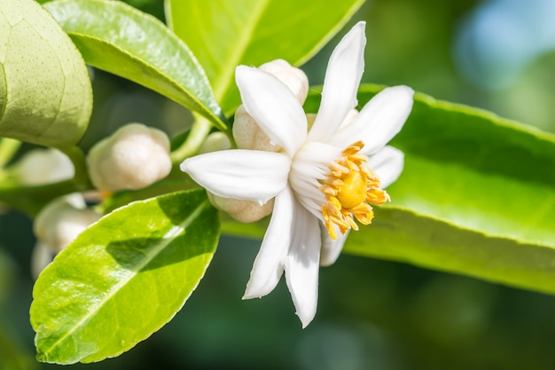 Limettenblüten, Zitronenblüte auf Baum