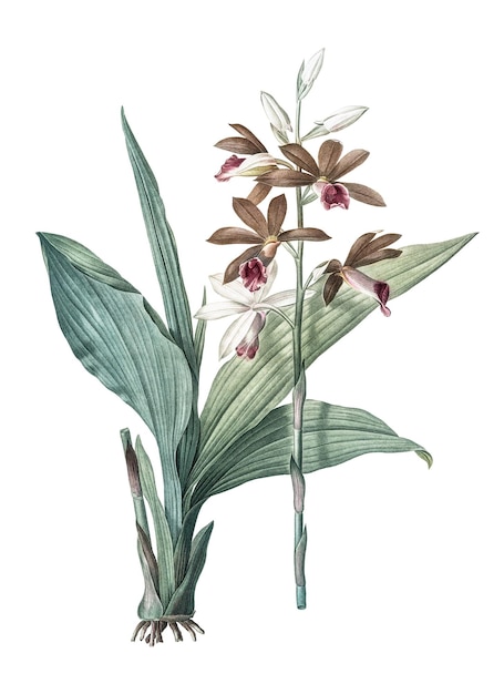 Limodorum tankervilleae png Aufkleber Vintage botanische Illustration durchsichtiger Hintergrund