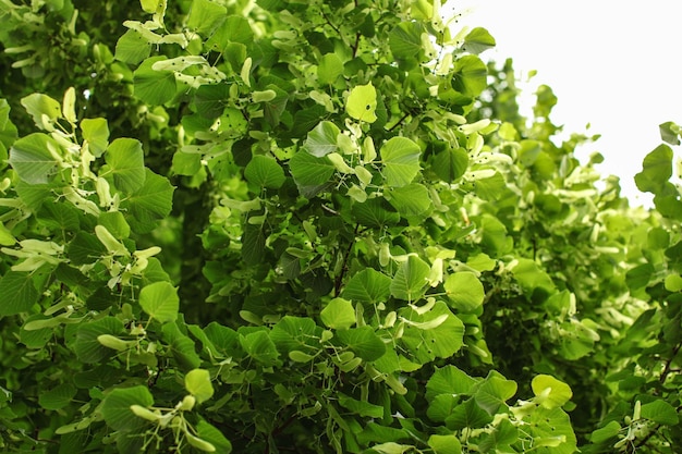 Limoeira com folhas pequenas (tilia cordata), detalhe nos galhos cobertos de folhas e frutos.