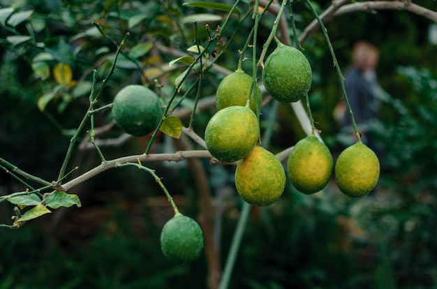Limões em um galho com folhas verdes em um close-up de viveiro. Citrinos suculentos frescos amadurecem.