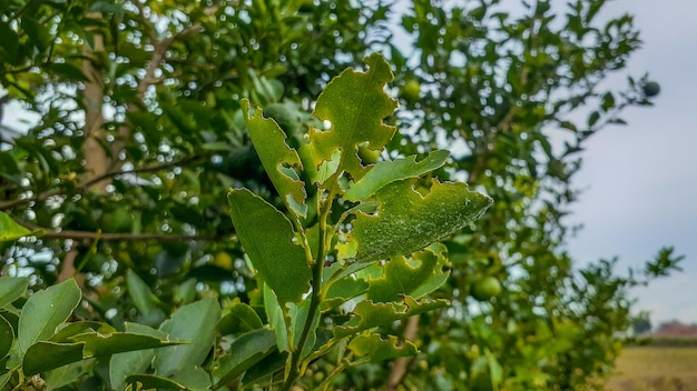 Limões no jardim são uma excelente fonte de vitamina CGreen frutas cítricas orgânicas penduradas na árvore