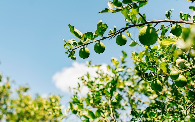 Limões verdes em um galho com fundo de céu Lindos limões verdes em um jardim com fundo de céu azul Colheita de limões verdes pendurados em galhos