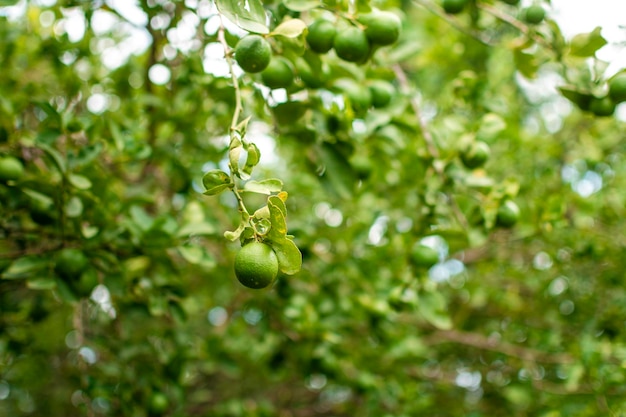 Limões verdes em um galho com fundo de limões fora de foco Lindos limões verdes em um jardim com fundo de limões Colheita de limões verdes pendurados nos galhos