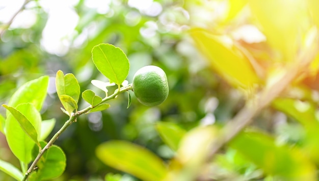 Limões verdes em uma árvore Frutas cítricas de limão fresco com alto teor de vitamina C na fazenda de jardim agrícola com fundo verde de desfoque no verão