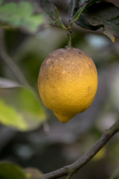 Limón amarillo en el árbol