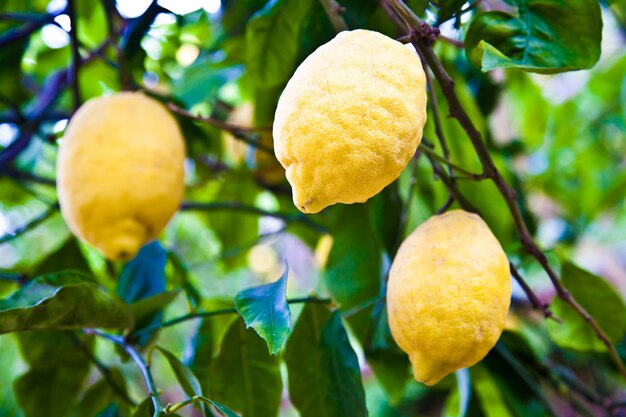 Limón en el árbol en Costiera Amalfitana, lugar típico italiano para esta fruta