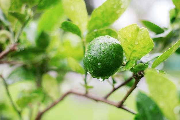 Limón en árbol en la estación de lluvias.