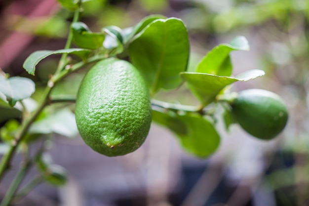 Limon en el arbol